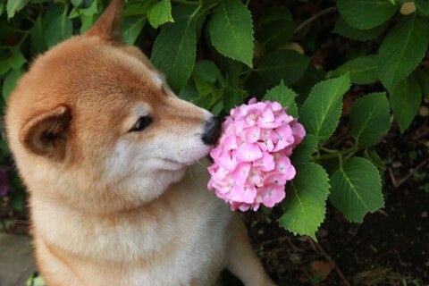 smell flowers